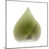 Light 4: Sacred Lotus Bud-Doris Mitsch-Mounted Photographic Print