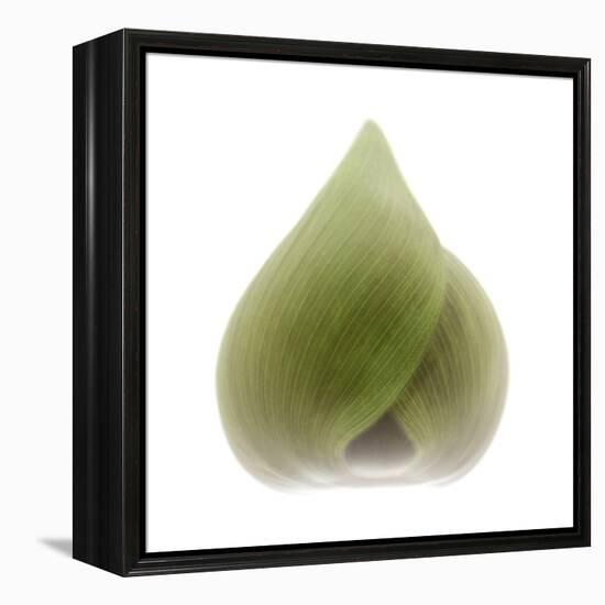 Light 4: Sacred Lotus Bud-Doris Mitsch-Framed Premier Image Canvas