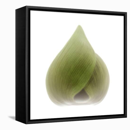 Light 4: Sacred Lotus Bud-Doris Mitsch-Framed Premier Image Canvas