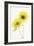 Light and Bright Floral VII-Elizabeth Urquhart-Framed Photo