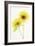 Light and Bright Floral VII-Elizabeth Urquhart-Framed Photographic Print