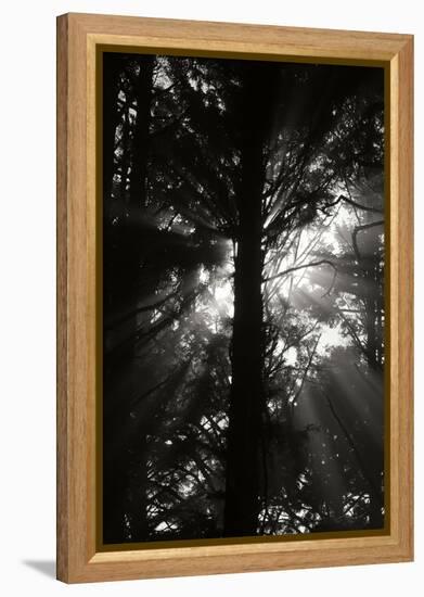 Light and Shadows I-Erin Berzel-Framed Premier Image Canvas