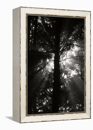 Light and Shadows I-Erin Berzel-Framed Premier Image Canvas