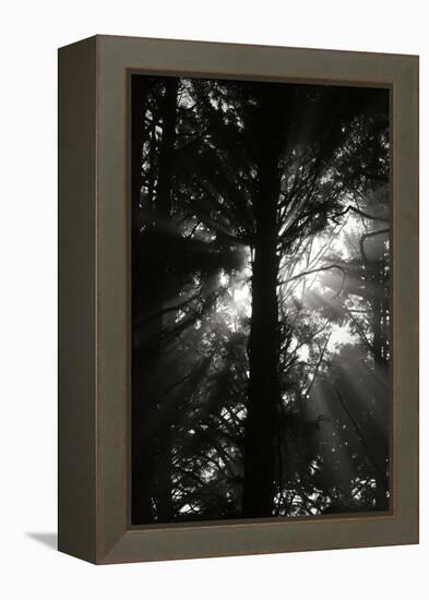 Light and Shadows I-Erin Berzel-Framed Premier Image Canvas