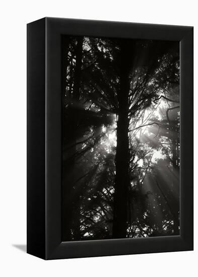 Light and Shadows I-Erin Berzel-Framed Premier Image Canvas