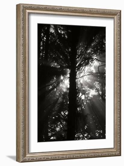 Light and Shadows I-Erin Berzel-Framed Photographic Print