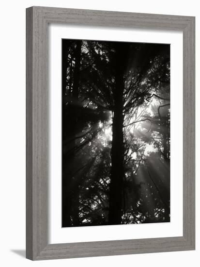 Light and Shadows I-Erin Berzel-Framed Photographic Print