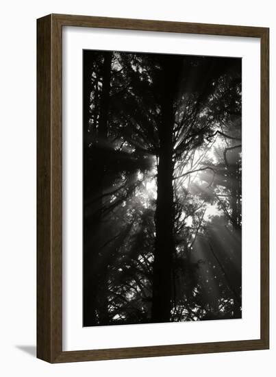 Light and Shadows I-Erin Berzel-Framed Photographic Print