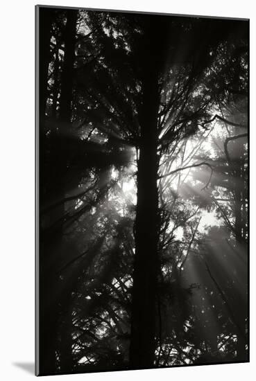 Light and Shadows I-Erin Berzel-Mounted Photographic Print