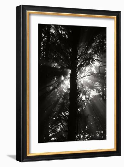 Light and Shadows I-Erin Berzel-Framed Photographic Print