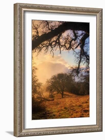 Light and the Back Woods-Vincent James-Framed Photographic Print
