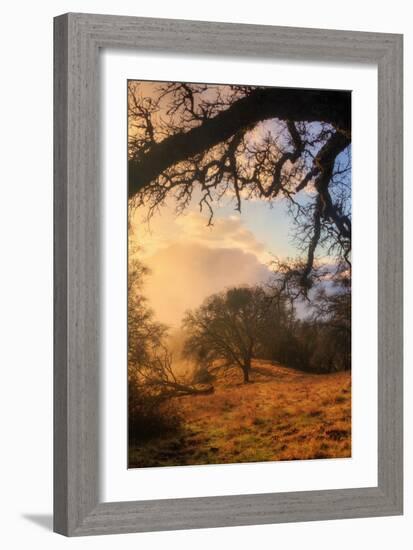 Light and the Back Woods-Vincent James-Framed Photographic Print