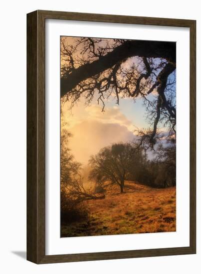 Light and the Back Woods-Vincent James-Framed Photographic Print