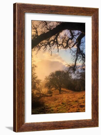 Light and the Back Woods-Vincent James-Framed Photographic Print