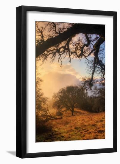 Light and the Back Woods-Vincent James-Framed Photographic Print