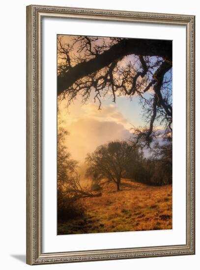 Light and the Back Woods-Vincent James-Framed Photographic Print