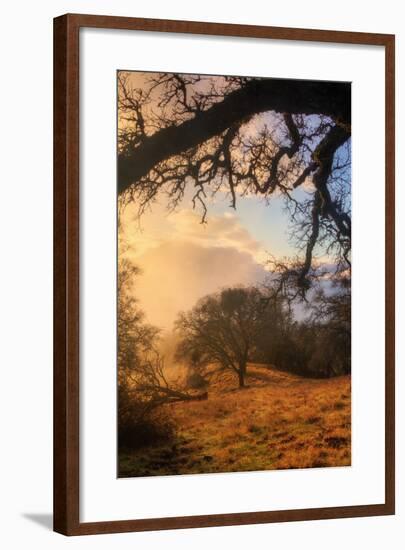 Light and the Back Woods-Vincent James-Framed Photographic Print