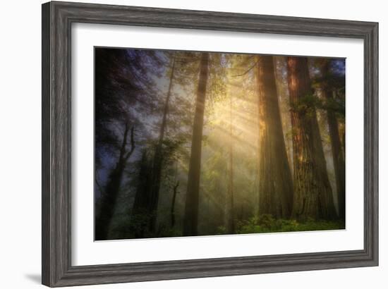 Light and the Land of the Trees, Northern California-Vincent James-Framed Photographic Print