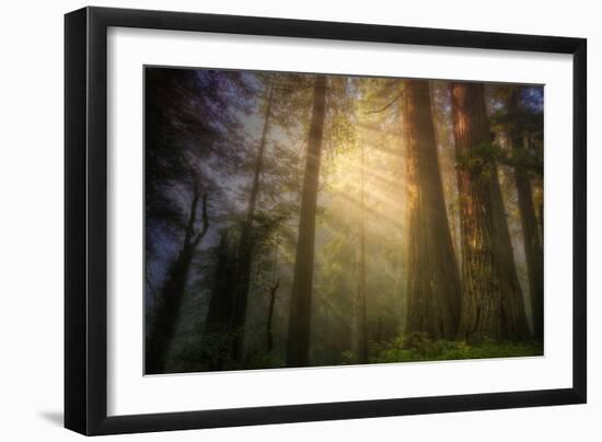 Light and the Land of the Trees, Northern California-Vincent James-Framed Photographic Print