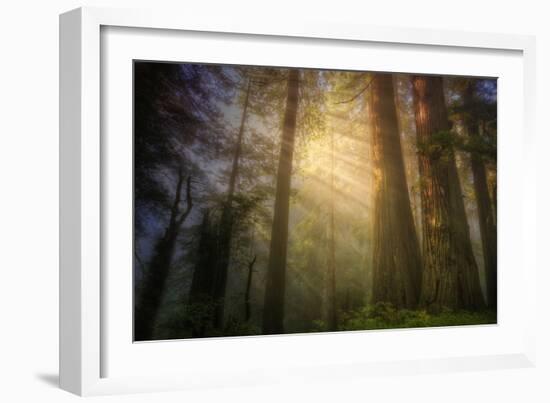 Light and the Land of the Trees, Northern California-Vincent James-Framed Photographic Print