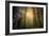 Light and the Land of the Trees, Northern California-Vincent James-Framed Photographic Print