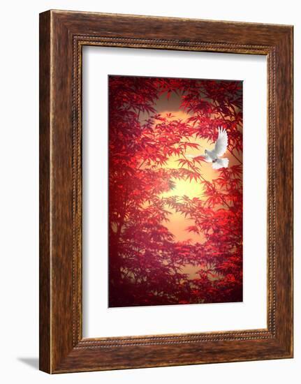 Light as a Feather-Philippe Sainte-Laudy-Framed Photographic Print