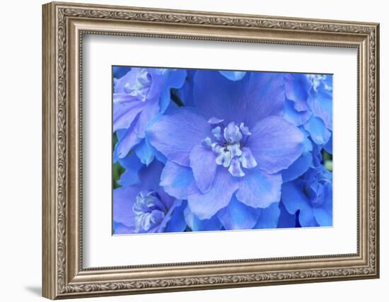 Light Blue and white delphinium larkspur.VanDusen Botanical Garden, Vancouver, British Columbia-William Perry-Framed Photographic Print