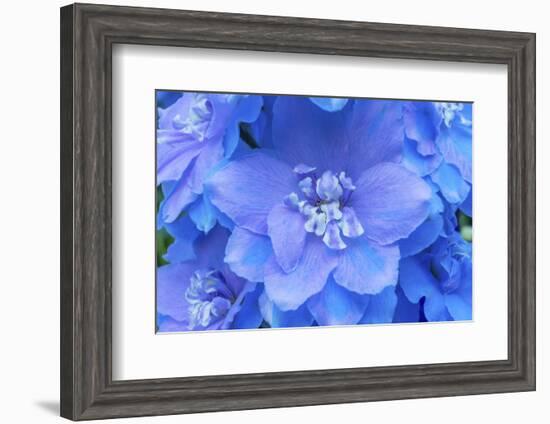 Light Blue and white delphinium larkspur.VanDusen Botanical Garden, Vancouver, British Columbia-William Perry-Framed Photographic Print