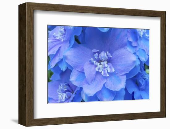 Light Blue and white delphinium larkspur.VanDusen Botanical Garden, Vancouver, British Columbia-William Perry-Framed Photographic Print