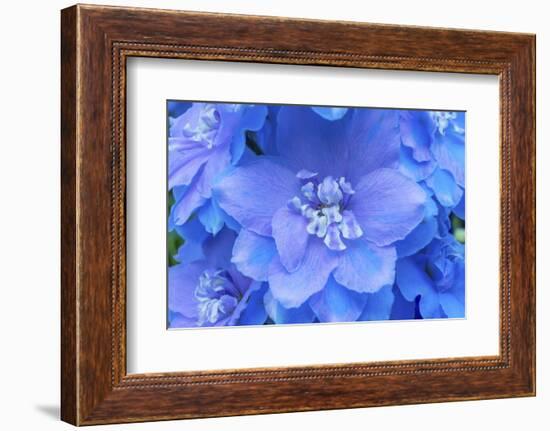 Light Blue and white delphinium larkspur.VanDusen Botanical Garden, Vancouver, British Columbia-William Perry-Framed Photographic Print