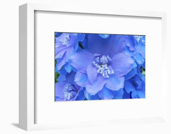 Light Blue and white delphinium larkspur.VanDusen Botanical Garden, Vancouver, British Columbia-William Perry-Framed Photographic Print