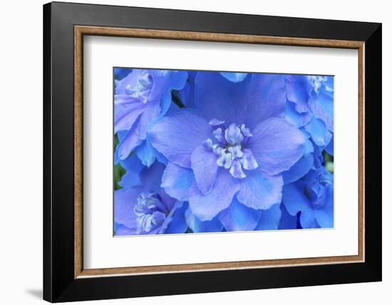 Light Blue and white delphinium larkspur.VanDusen Botanical Garden, Vancouver, British Columbia-William Perry-Framed Photographic Print