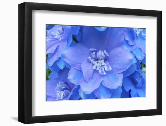 Light Blue and white delphinium larkspur.VanDusen Botanical Garden, Vancouver, British Columbia-William Perry-Framed Photographic Print