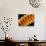 Light Bulb Filament-Susumu Nishinaga-Photographic Print displayed on a wall