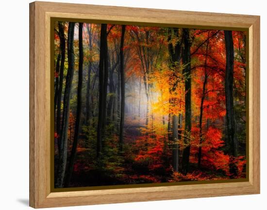 Light Colors-Philippe Sainte-Laudy-Framed Premier Image Canvas