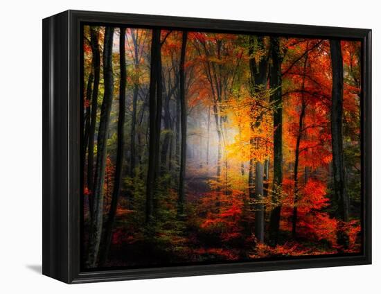 Light Colors-Philippe Sainte-Laudy-Framed Premier Image Canvas