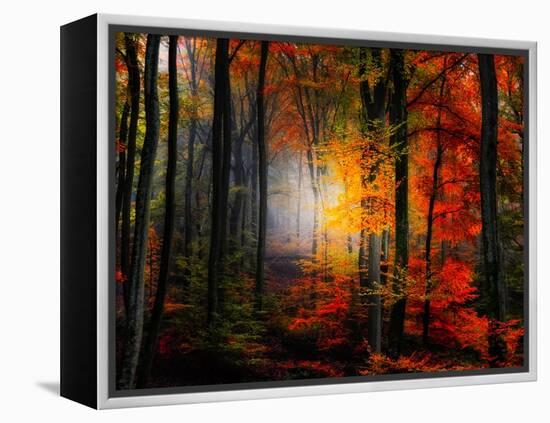 Light Colors-Philippe Sainte-Laudy-Framed Premier Image Canvas