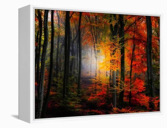 Light Colors-Philippe Sainte-Laudy-Framed Premier Image Canvas