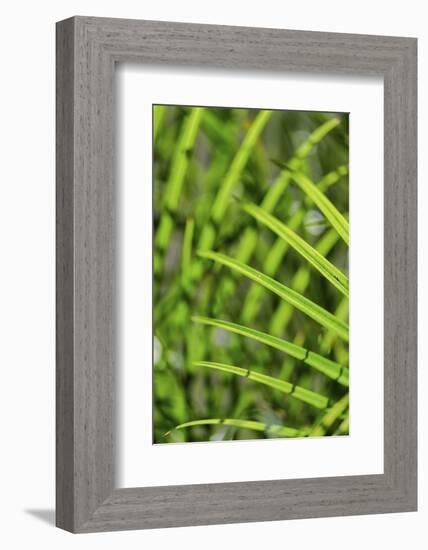 Light coming through palm fronds, Florida, USA-Lisa Engelbrecht-Framed Photographic Print