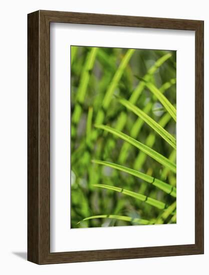 Light coming through palm fronds, Florida, USA-Lisa Engelbrecht-Framed Photographic Print