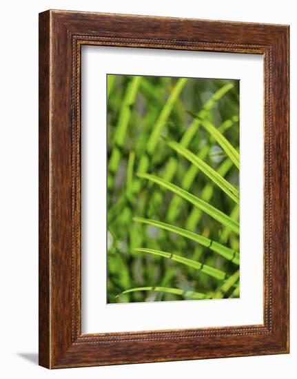 Light coming through palm fronds, Florida, USA-Lisa Engelbrecht-Framed Photographic Print