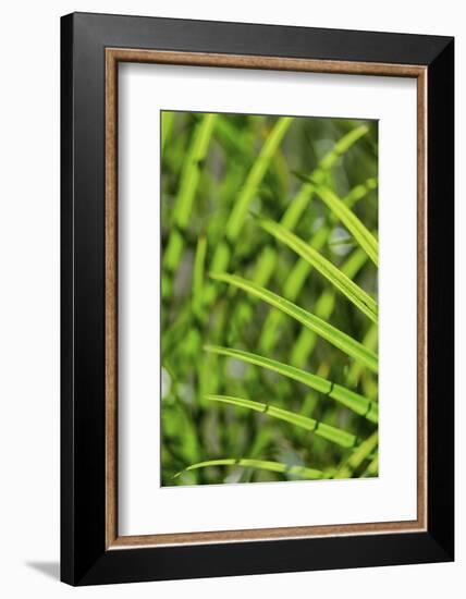 Light coming through palm fronds, Florida, USA-Lisa Engelbrecht-Framed Photographic Print