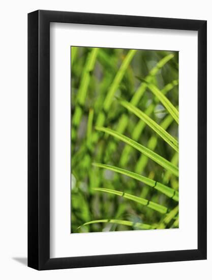 Light coming through palm fronds, Florida, USA-Lisa Engelbrecht-Framed Photographic Print