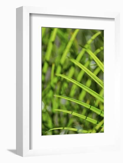 Light coming through palm fronds, Florida, USA-Lisa Engelbrecht-Framed Photographic Print