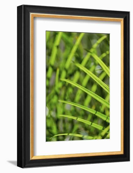 Light coming through palm fronds, Florida, USA-Lisa Engelbrecht-Framed Photographic Print