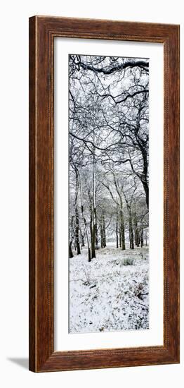 Light Dusting of Dnow in English Woodland, West Sussex, England, United Kingdom, Europe-Giles Bracher-Framed Photographic Print