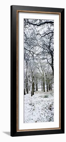 Light Dusting of Dnow in English Woodland, West Sussex, England, United Kingdom, Europe-Giles Bracher-Framed Photographic Print