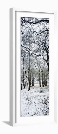 Light Dusting of Dnow in English Woodland, West Sussex, England, United Kingdom, Europe-Giles Bracher-Framed Photographic Print