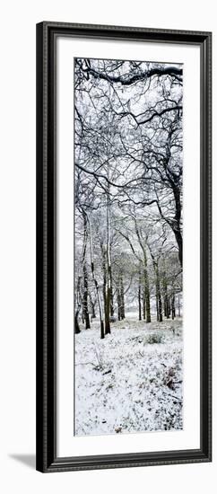 Light Dusting of Dnow in English Woodland, West Sussex, England, United Kingdom, Europe-Giles Bracher-Framed Photographic Print