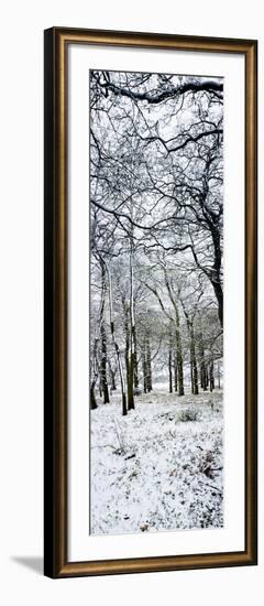 Light Dusting of Dnow in English Woodland, West Sussex, England, United Kingdom, Europe-Giles Bracher-Framed Photographic Print